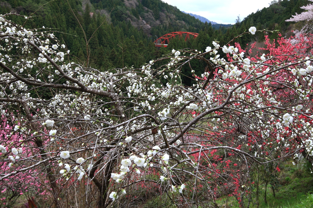 しだれ桃の花咲く山里へ