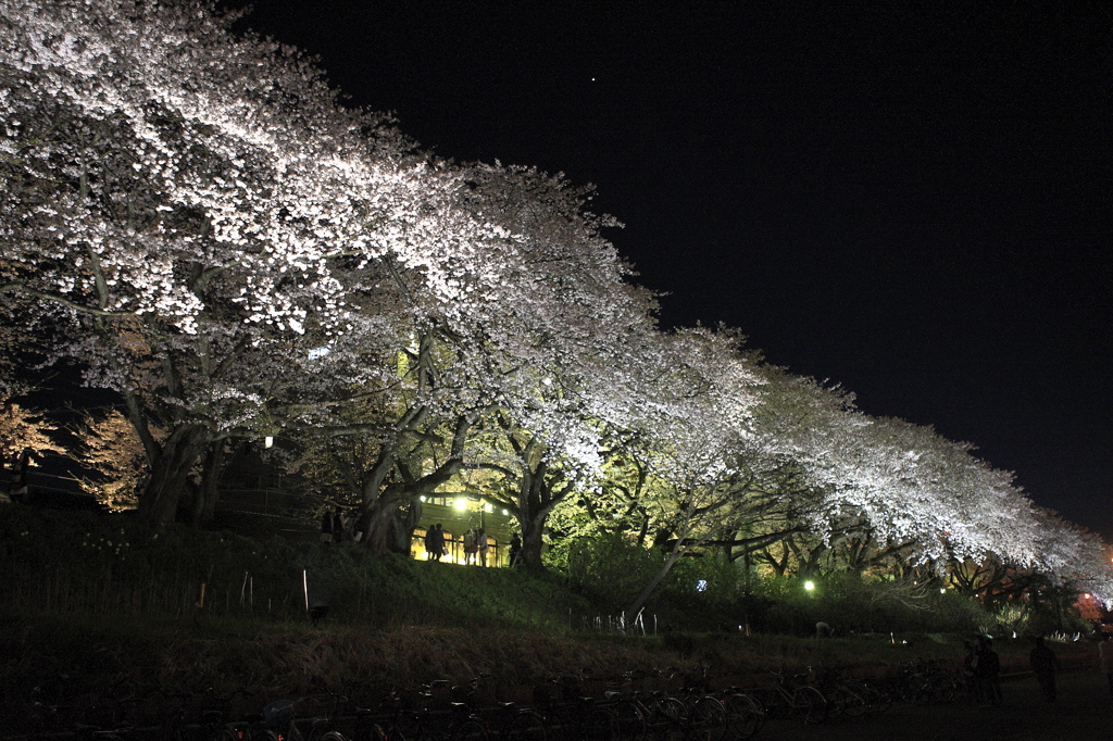 金星も夜桜見物
