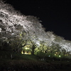 金星も夜桜見物
