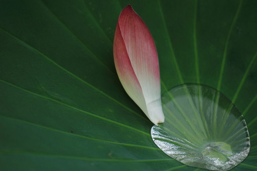 花びら一つ