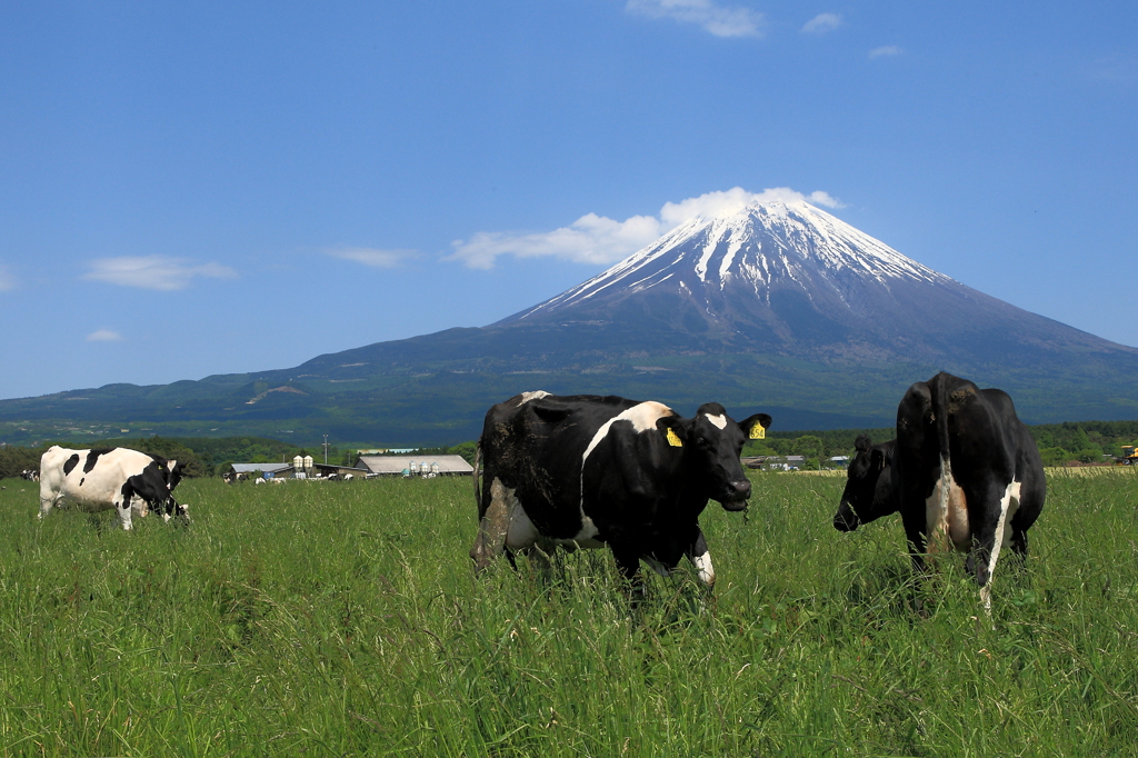 朝霧高原