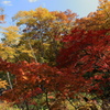 志賀高原　琵琶池遊歩道の紅葉