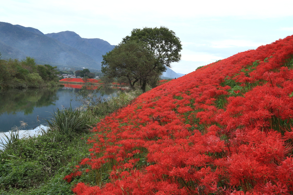 花ある風景・・津屋川