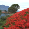 花ある風景・・津屋川