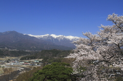 桜をもとめて