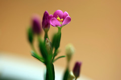 ミニザイズの花Ⅰ