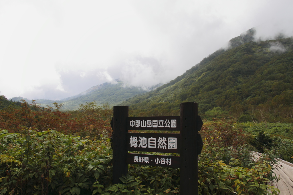 雨の栂池自然園