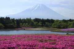 富士の高嶺と芝桜Ⅰ