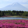 富士の高嶺と芝桜Ⅰ