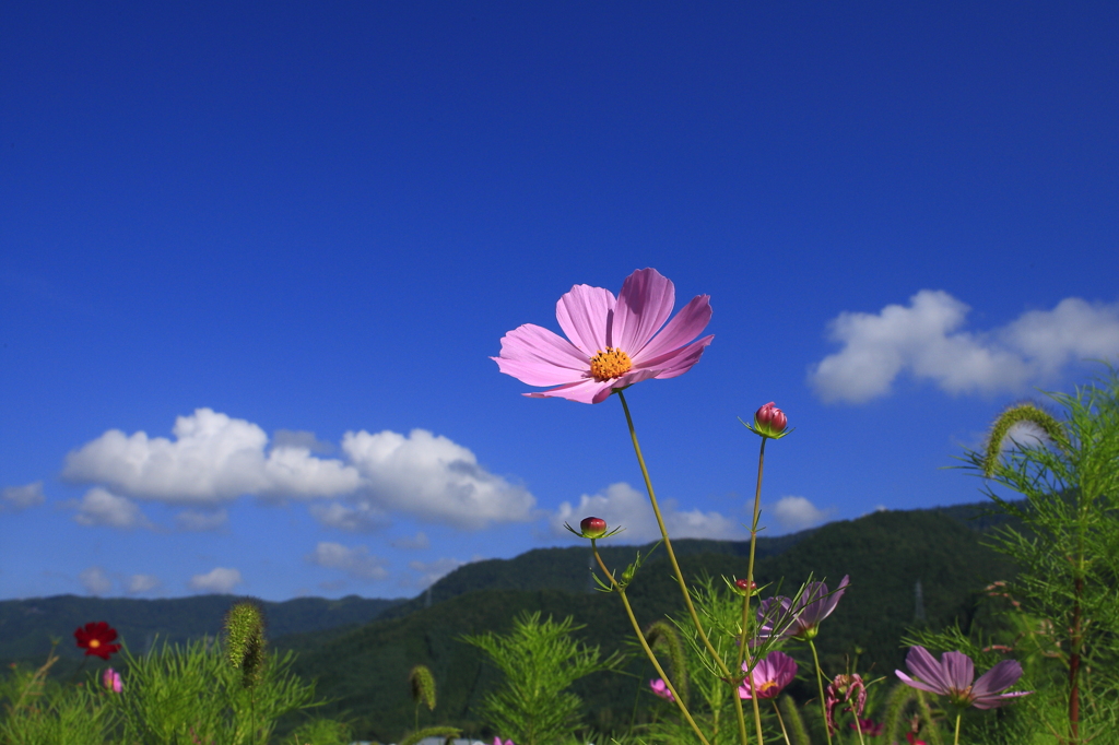 青空に咲く