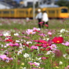 コスモスに早朝散歩と黄電車