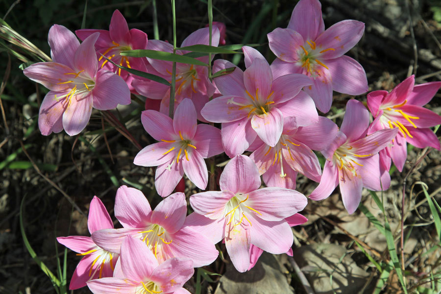 インドに咲く野の花