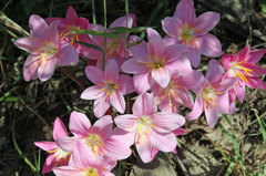 インドに咲く野の花