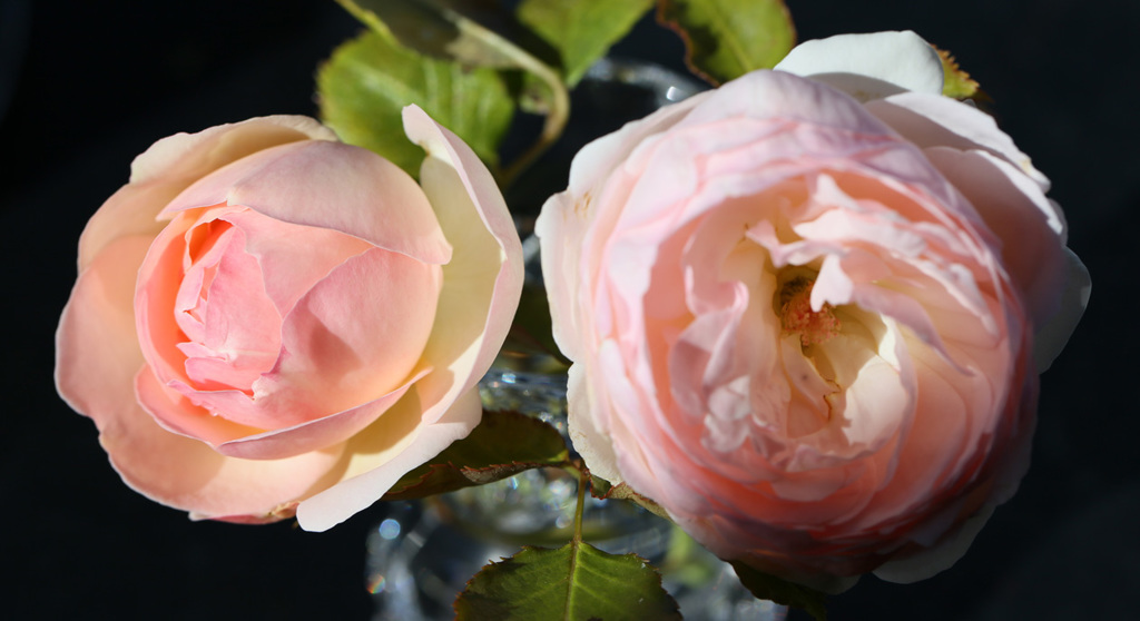 薔薇二輪