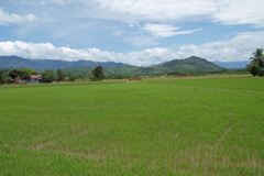 田園地帯