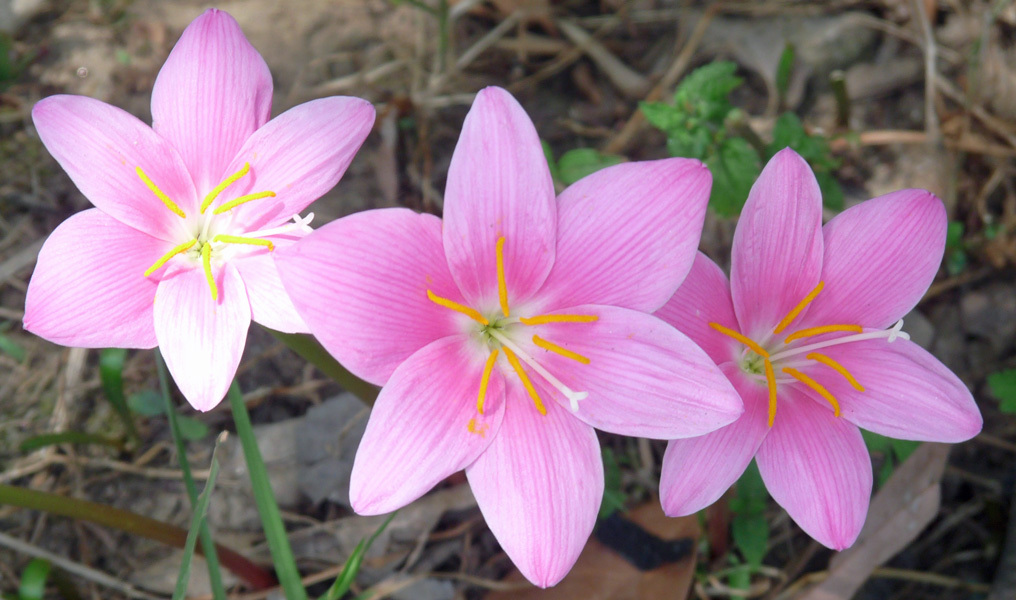 路傍に華やかさを