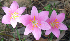 路傍に華やかさを