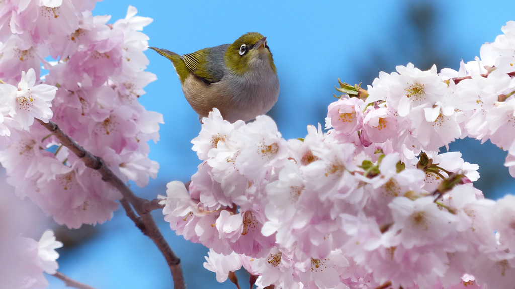 蜜を求めて