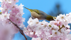 花から花へ