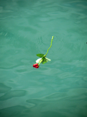 漂う薔薇