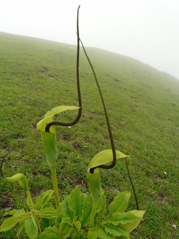 高山で眼にした植物