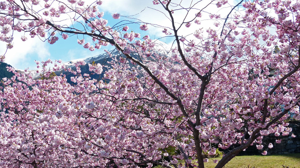 桜の頃