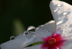 雨上がりの朝