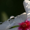 雨上がりの朝