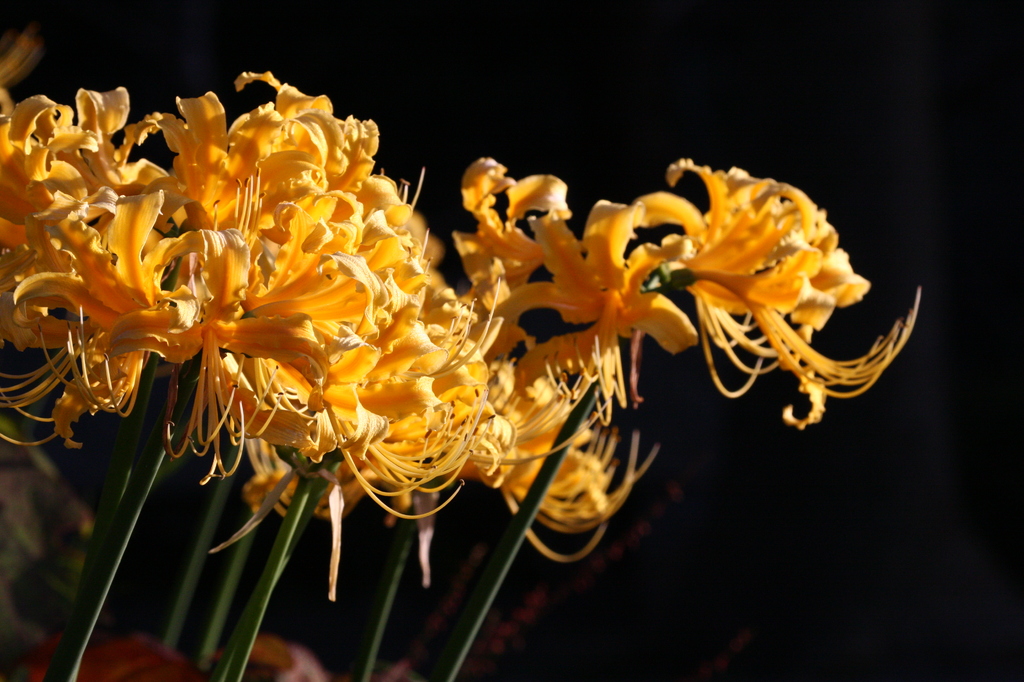 4 曼珠沙華４