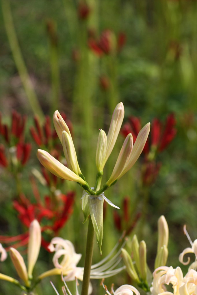 曼珠沙華１６