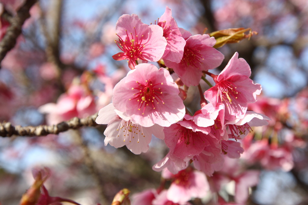 緋寒桜