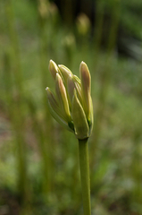 曼珠沙華１７