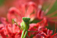 カマキリ２