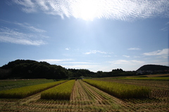 トラ刈り