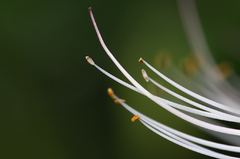 曼珠沙華１４