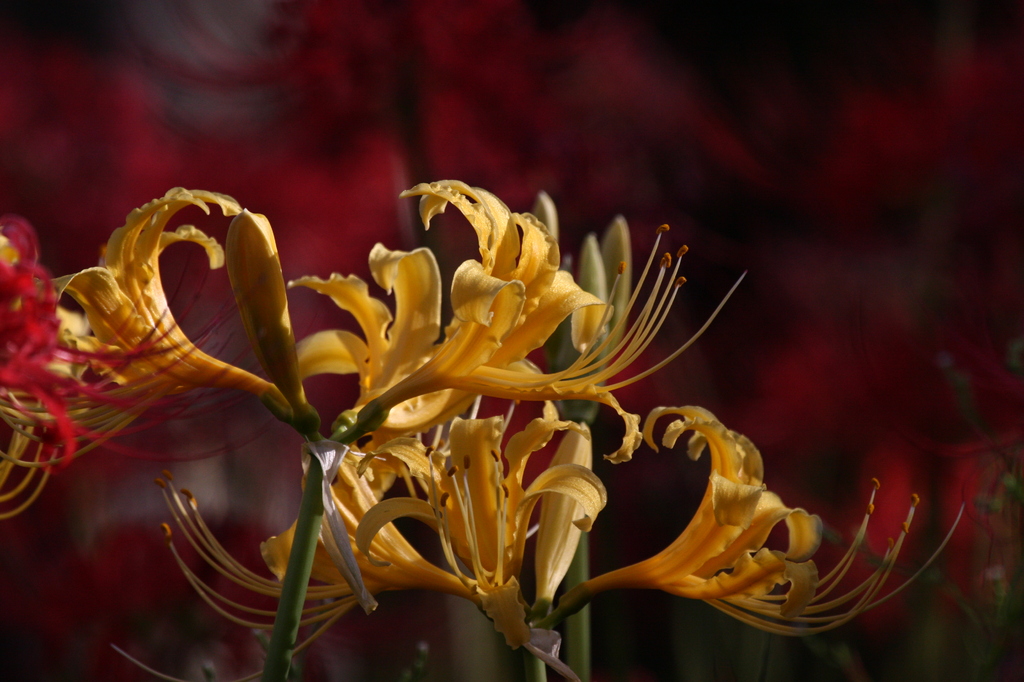 1 曼珠沙華１