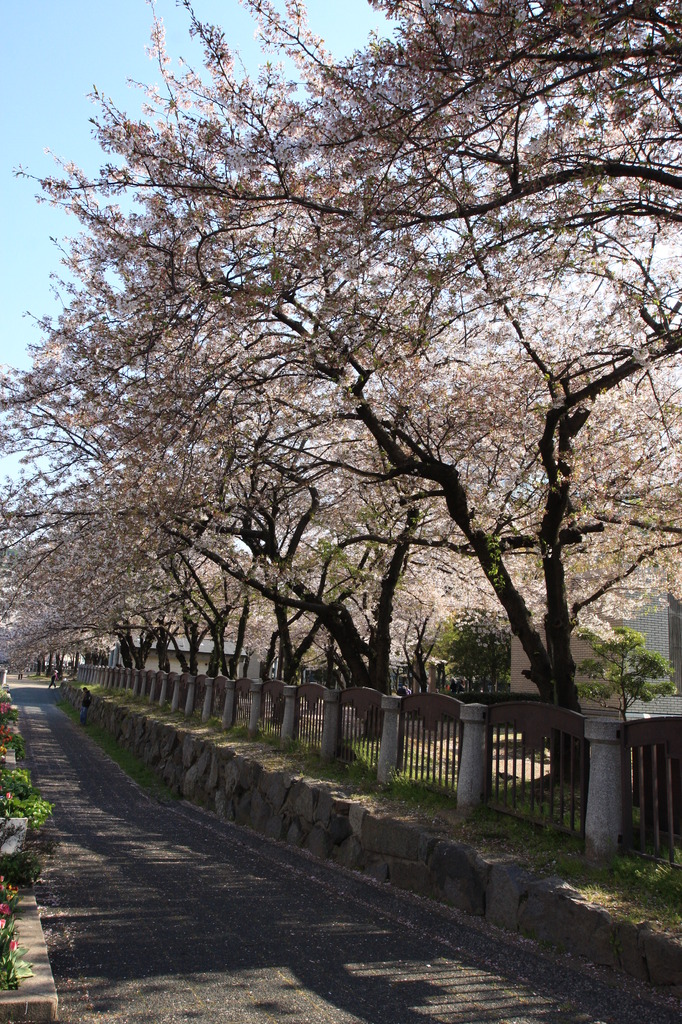 桜道