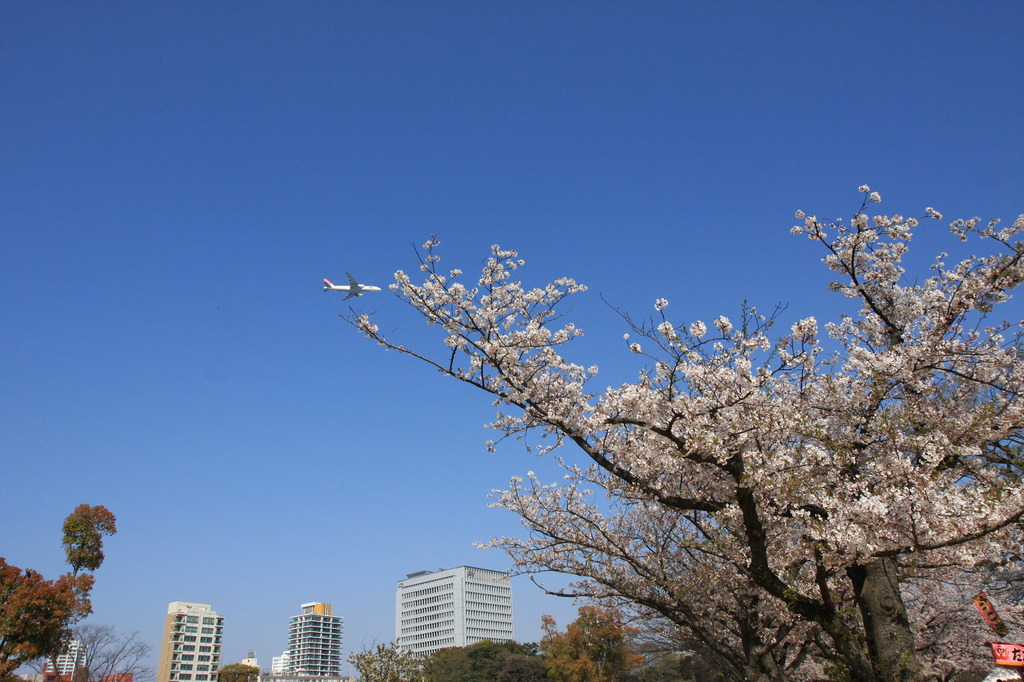 飛行桜