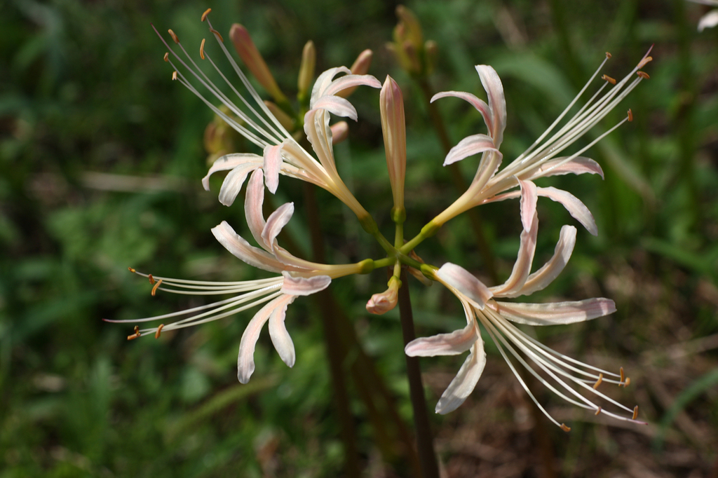 曼珠沙華１０