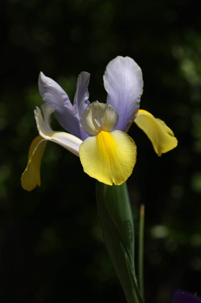 菖蒲