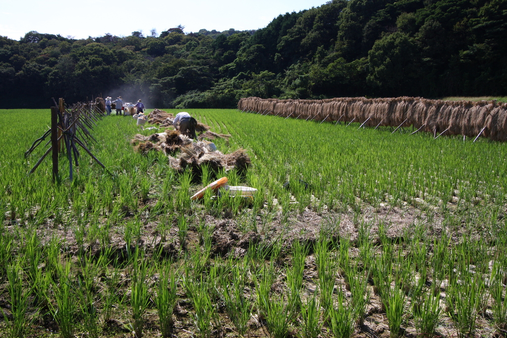 家族揃って収穫