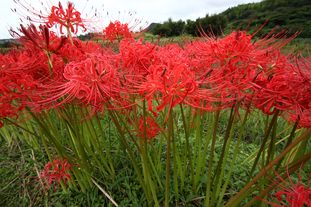 曼珠沙華５