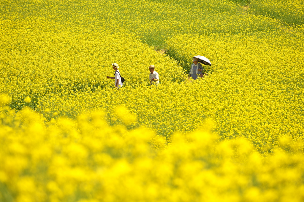 菜の花の路