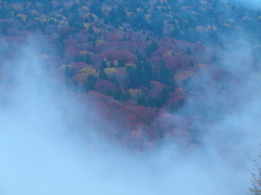 隠された原生林