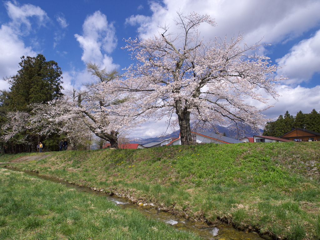 あいづの春２０１３　その２