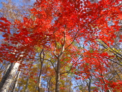 秋の四色　紅