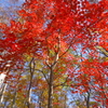 秋の四色　紅