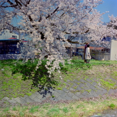 福島　観音寺川の桜　④