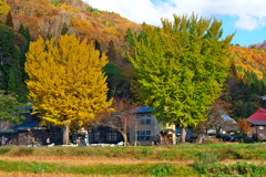 イチョウのある小学校　その２