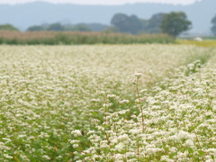 猪苗代町ソバの花